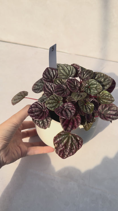 【一点もの販売】ペペロミアカペラータ 4号 陶器鉢カバー 白 3