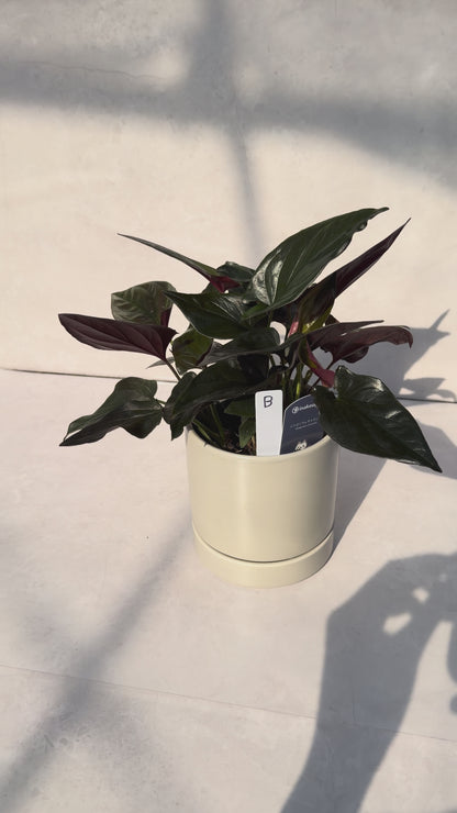 【一点もの販売】シンゴニウム チョコレート 4号 陶器鉢 グレー B