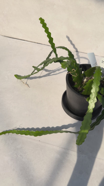 【一点もの販売】【ねこチップ】フィッシュボーンカクタス エピフィルム BLACK PLASTIC POT 4号 受け皿付き 3