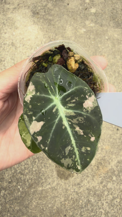 【一点もの販売】【ねこチップ】アロカシア ブラックベルベット ピンク斑入り 2号 組織培養苗 順化済 3