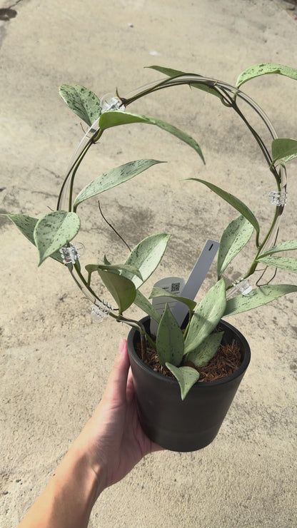 【一点もの販売】【ねこチップ】ホヤ プビカリクス シルバーゴースト Hoya Pubicalyx silver ghost 希少 レア BLACK PLASTIC POT 4号 ねこチップ クリア トレリス 支柱 1