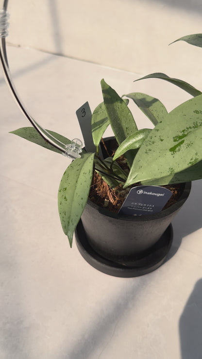 【一点もの販売】【ねこチップ】ホヤ プビカリクス シルバーゴースト Hoya Pubicalyx silver ghost 希少 レア BLACK PLASTIC POT 4号 ねこチップ クリア トレリス 支柱 3