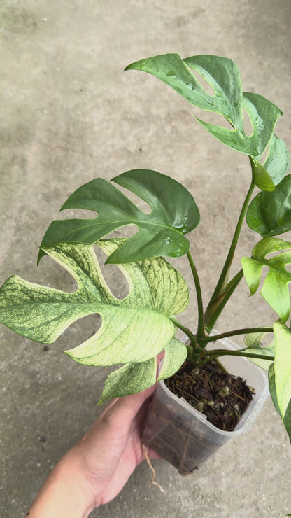 【一点もの販売】【ねこチップ】ラフィドフォラ テトラスペルマ ホワイトモンスター 斑入り ヒメモンステラ