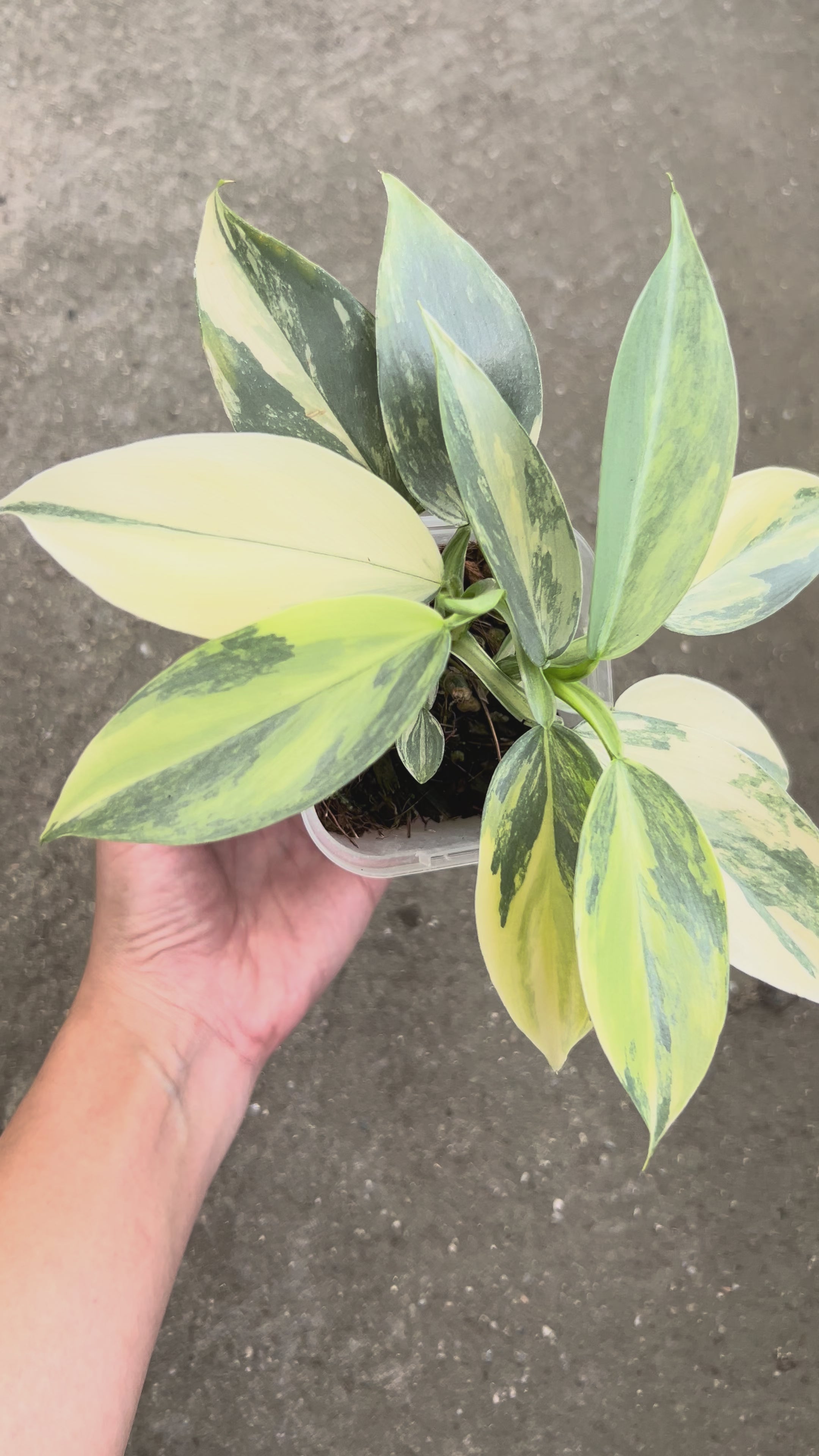 一点もの販売】【ねこチップ】フィロデンドロン シルバーメタル 斑入り