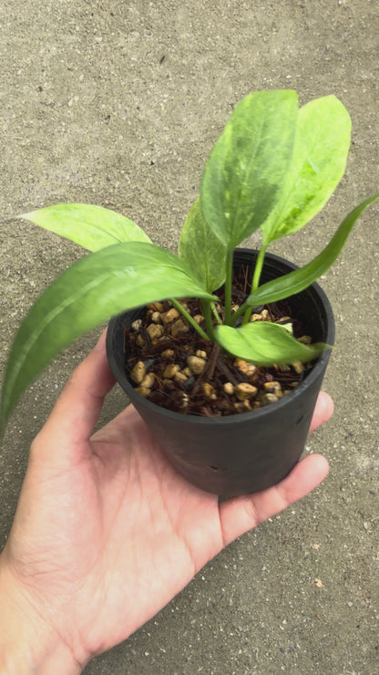 【一点もの販売】【ねこチップ】アンスリウム ビッタリフォリウム 斑入り 2.5号 ねこチップ 苗