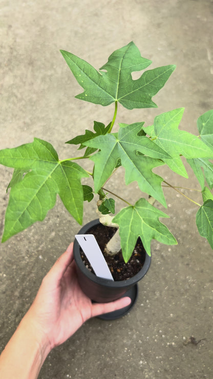 【一点もの販売】パパイヤの木 3号 BLACK PLASTIC POT 黒 プラ鉢 受け皿付き 1