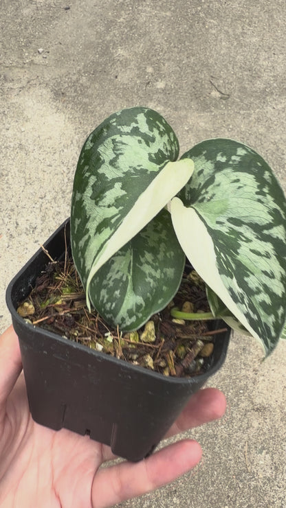 【一点もの販売】スキンダプサス ピクタス マヤリ Scindapsus Pictus variegata “Mayari “ 2.5号 ねこチップ