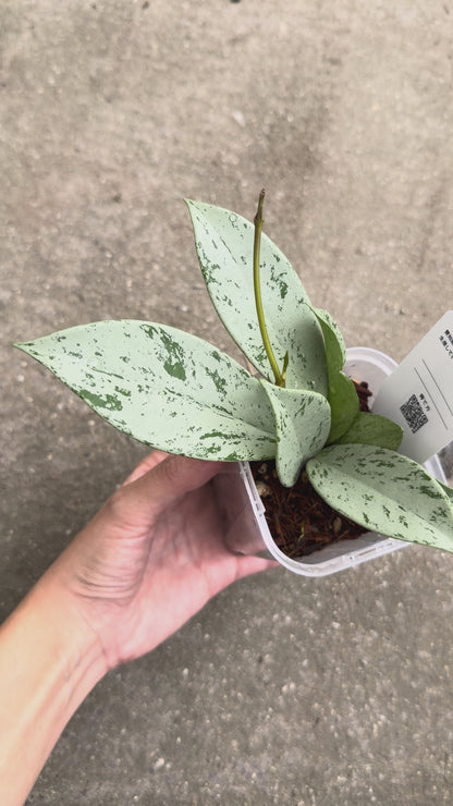 【一点もの販売】【ねこチップ】ホヤ プビカリクス シルバーゴースト Hoya Pubicalyx silver ghost 希少 レア 1