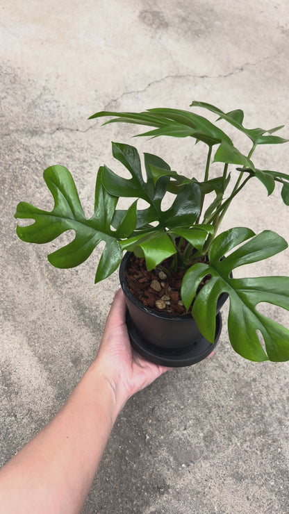 【現品販売】【ねこチップ】ヒメモンステラ 4号 ねこチップ BLACK PLASTIC POT 受け皿付き