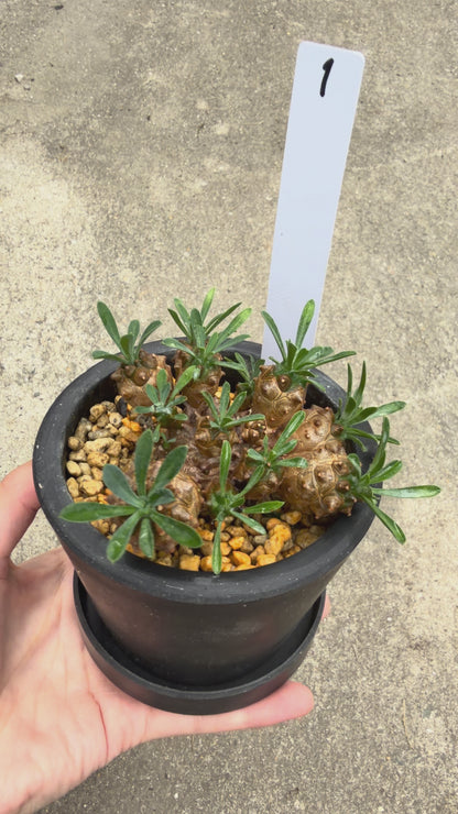 【一点もの販売】ユーフォルビア峨眉山（ガビザン）3号 BLACK PLASTIC POT 受け皿付き 無機質 用土 1