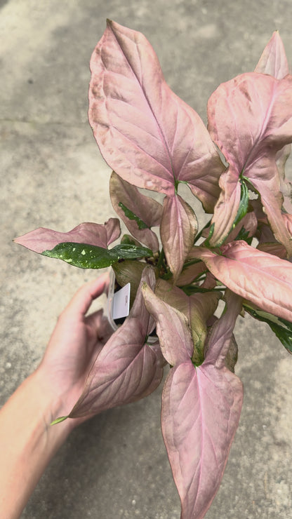 【一点もの販売】【ねこチップ】シンゴニウム レッドスポットトリカラー 透明鉢 ネガミエル ねこチップ 3号 プラ鉢 希少 2