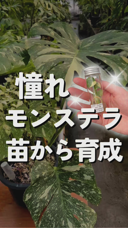 モンステラ デリシオーサ  バールマルクスフレイム 組織培養（Tissue Culture）株 ビトロ苗 瓶入り 無菌苗 TC株