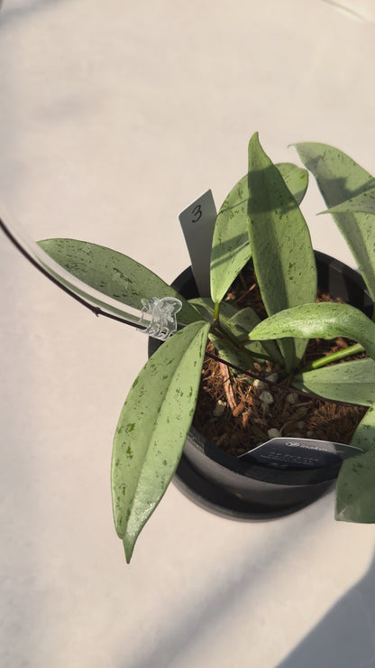 【一点もの販売】【ねこチップ】ホヤ プビカリクス シルバーゴースト Hoya Pubicalyx silver ghost 希少 レア BLACK PLASTIC POT 4号 ねこチップ クリア トレリス 支柱 3