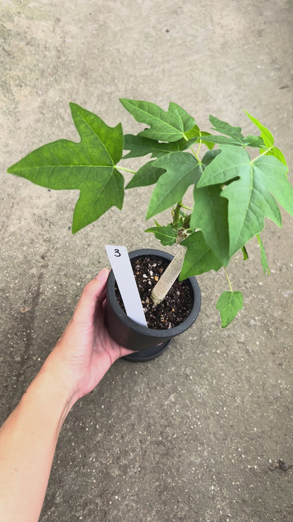 【一点もの販売】パパイヤの木 3号 BLACK PLASTIC POT 黒 プラ鉢 受け皿付き 3