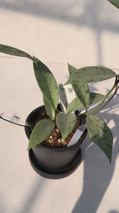 【一点もの販売】【ねこチップ】ホヤ プビカリクス シルバーゴースト Hoya Pubicalyx silver ghost 希少 レア BLACK PLASTIC POT 4号 ねこチップ クリア トレリス 支柱 2