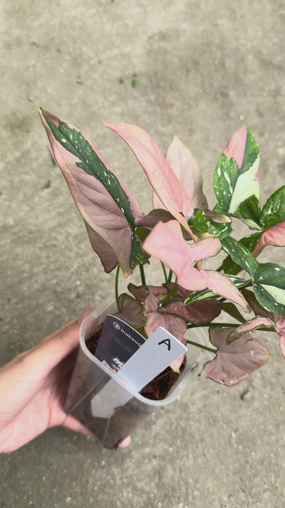 【一点もの販売】【ねこチップ】シンゴニウム レッドスポットトリカラー 透明鉢 ネガミエル ねこチップ 3号 プラ鉢 希少 A