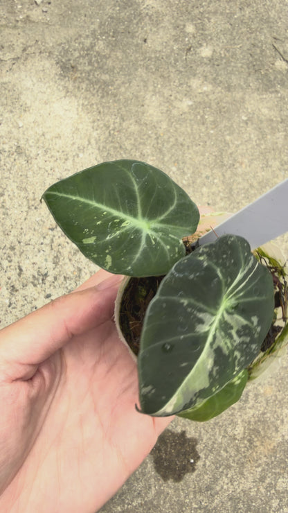 【一点もの販売】【ねこチップ】アロカシア ブラックベルベット ピンク斑入り 2号 組織培養苗 順化済 2