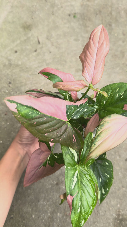 【一点もの販売】【ねこチップ】シンゴニウム レッドスポットトリカラー 透明鉢 ネガミエル ねこチップ 3号 プラ鉢 希少 B