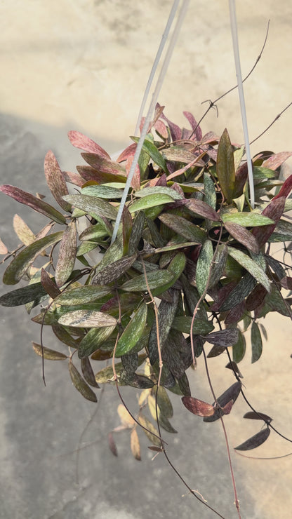 【一点もの販売】【ねこチップ】Hoya sigillantis ホヤ シギラティス ネガミエルAIR 5号 透明吊り鉢 ねこチップ