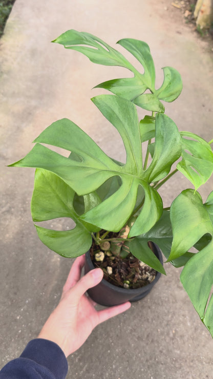 【一点もの販売】【ねこチップ】ヒメモンステラ 4号 BLACK PLASTIC POT 受け皿付き ねこチップ栽培 B