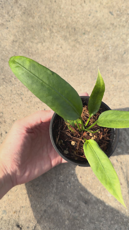 【一点もの販売】【ねこチップ】アンスリウム ビッタリフォリウム 斑入り 2.5号 ねこチップ 苗