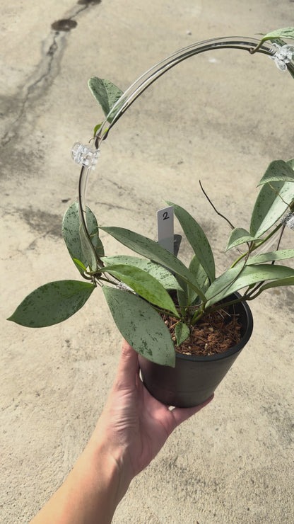 【一点もの販売】【ねこチップ】ホヤ プビカリクス シルバーゴースト Hoya Pubicalyx silver ghost 希少 レア BLACK PLASTIC POT 4号 ねこチップ クリア トレリス 支柱 2