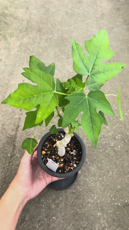 【一点もの販売】パパイヤの木 3号 BLACK PLASTIC POT 黒 プラ鉢 受け皿付き 2