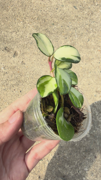 【一点もの販売】【ねこチップ】ホヤ マチルダ 内斑入り Hoya mathilde inner variegated 希少 レア 1