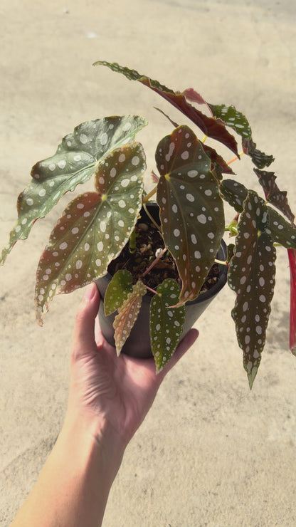 【一点もの販売】【ねこチップ】ベゴニア マクラータ BLACK PLASTIC POT 4号 黒 プラ鉢 受け皿付き