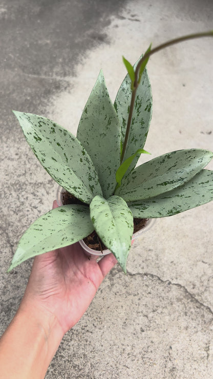 【現品販売】【ねこチップ】ホヤ プビカリクス シルバーゴースト Hoya Pubicalyx silver ghost 3号 スリット鉢 希少 レア ねこチップ