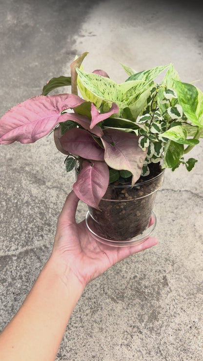 【現品販売】【ねこチップ】寄せ植え 4号 ガラス鉢 ねこチップ