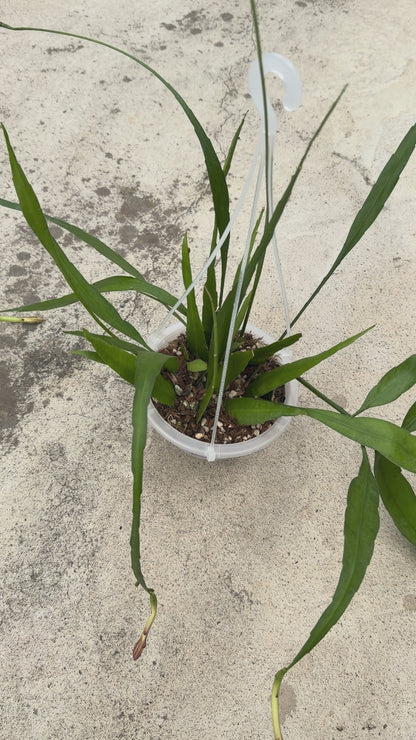 【一点もの販売】【ねこチップ】花芽付き エピフィラム・プミラム（ 姫月下美人）5号吊りポット ネガミエルAIR（直径約15cm）