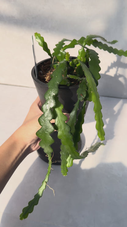 【一点もの販売】【ねこチップ】フィッシュボーンカクタス エピフィルム BLACK PLASTIC POT 4号 受け皿付き 2