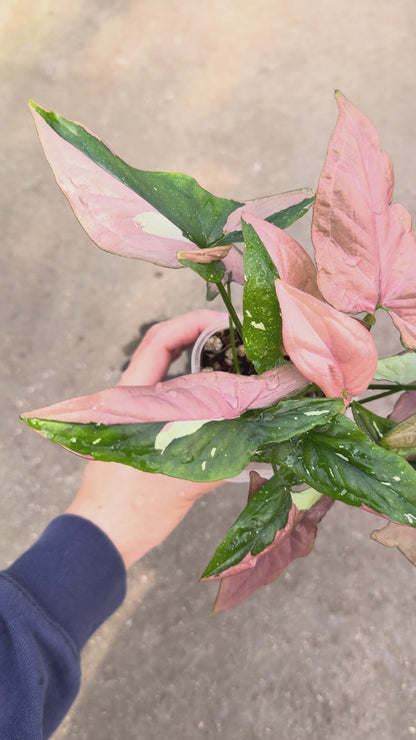 【一点もの販売】【ねこチップ】シンゴニウム レッドスポットトリカラー 透明鉢 ネガミエル ねこチップ 3号 プラ鉢 希少 ピンク多め