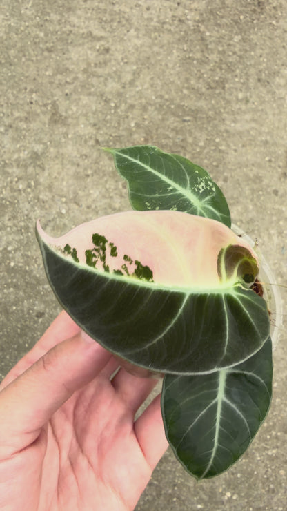 【一点もの販売】【ねこチップ】アロカシア ブラックベルベット ピンク斑入り 2号 組織培養苗 順化済