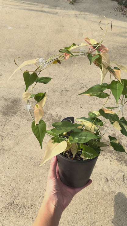 【一点もの販売】ファロピア マルチフローラ 斑入り Fallopia multiflora variegated BLACK PLASTIC POT 4号 アクリル支柱 プラ鉢 受け皿付き