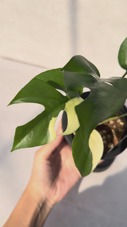 【一点もの販売】【ねこチップ】ラフィドフォラ テトラスペルマ バリエガータ 3号 BLACK PLASTIC POT 受け皿付き