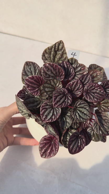 【一点もの販売】ペペロミアカペラータ 4号 陶器鉢カバー 白 4