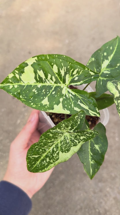 【一点もの販売】【ねこチップ】シンゴニウム パンダ 透明鉢 ネガミエル ねこチップ 3号 プラ鉢 希少