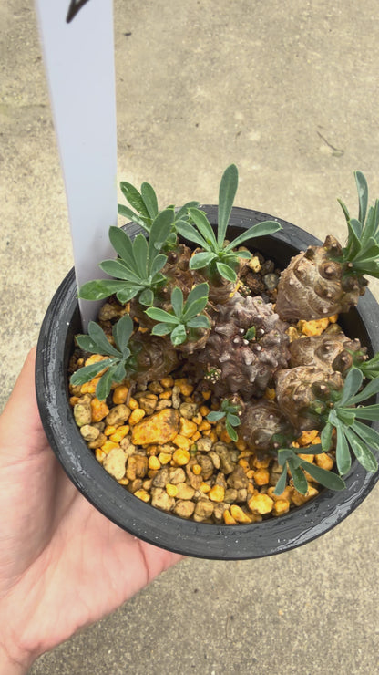 【一点もの販売】ユーフォルビア峨眉山（ガビザン）3号 BLACK PLASTIC POT 受け皿付き 無機質 用土 2