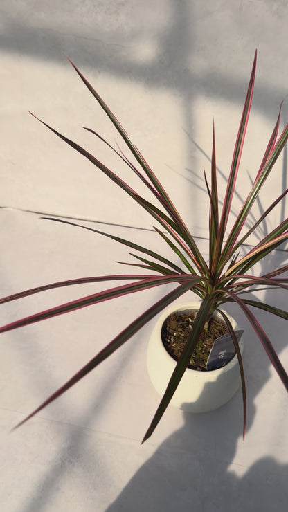 【一点もの販売】ドラセナ コンシンネ レインボー 4号 陶器鉢カバー 白