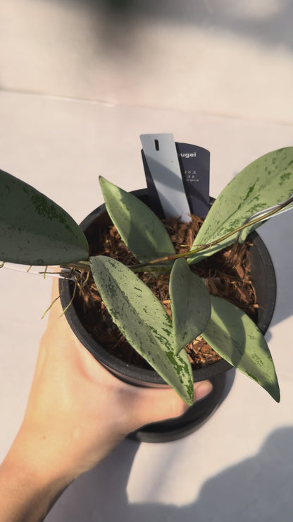 【一点もの販売】【ねこチップ】ホヤ プビカリクス シルバーゴースト Hoya Pubicalyx silver ghost 希少 レア BLACK PLASTIC POT 4号 ねこチップ クリア トレリス 支柱 1