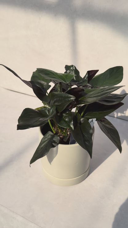 【一点もの販売】シンゴニウム チョコレート 4号 陶器鉢 グレー A