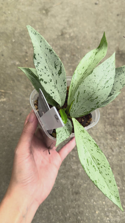 【一点もの販売】【ねこチップ】ホヤ プビカリクス シルバーゴースト Hoya Pubicalyx silver ghost 希少 レア 2