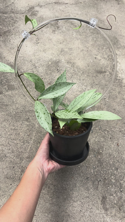 【一点もの販売】【ねこチップ】ホヤ プビカリクス シルバーゴースト Hoya Pubicalyx silver ghost 希少 レア BLACK PLASTIC POT 4号 ねこチップ クリア トレリス 支柱