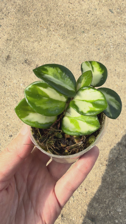 【一点もの販売】【ねこチップ】ホヤ マチルダ 内斑入り Hoya mathilde inner variegated 希少 レア 2