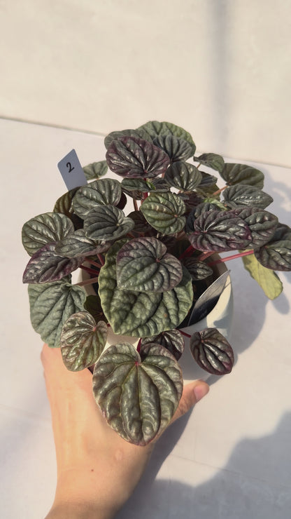 【一点もの販売】ペペロミアカペラータ 4号 陶器鉢カバー 白 2