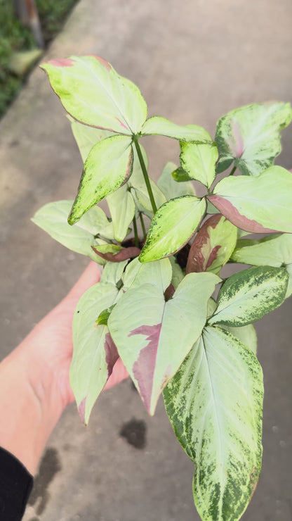 【一点もの販売】【ねこチップ】シンゴニウム ピンクサーモン 透明鉢 ネガミエル ねこチップ 3号 プラ鉢 希少 レア