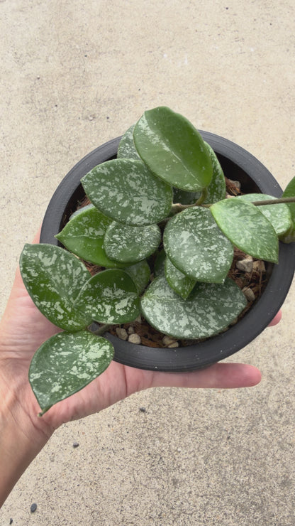 【現品販売】ホヤ マチルダ スーパースプラッシュ Hoya Mathilde super splash 3号 BLACK PLASTIC POT 黒 プラ鉢 受け皿付き ねこチップ