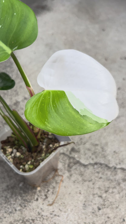 【現品販売】【botani soil 】フィロデンドロン ホワイトプリンセス 3号 ネガミエル 透明 スリット鉢 プラ鉢 ねこチップ A